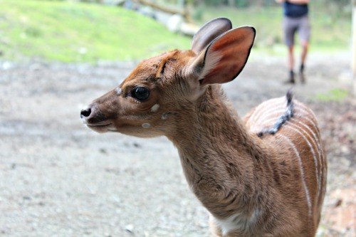 Baby Nyala Calf outside Wellington Zoo