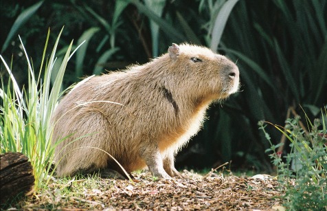 Capybara