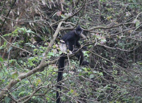 Delacour Langur in Vietnam