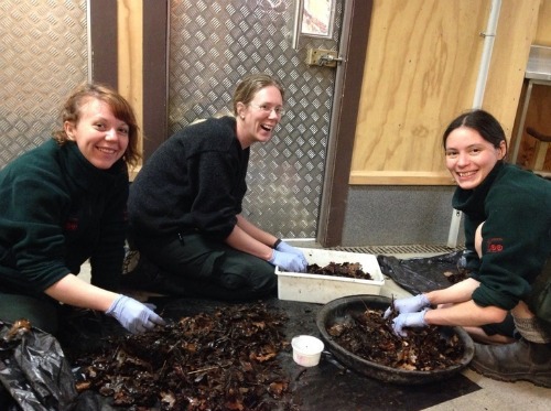 Elise Maxine and Chye Mei searching for frogs in the leaf litter