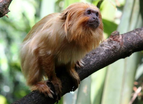 Golden Lion Tamarin