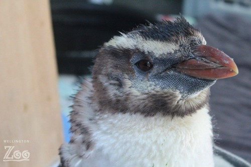 Gari during her first molt taken Jan 2016