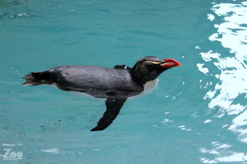 Gari swimming Aug 2016