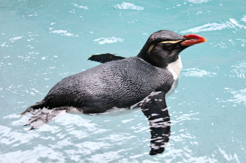 Gari swimming in salt water pool