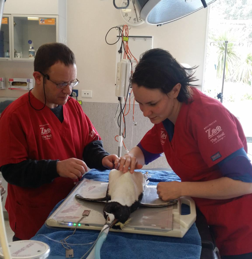 Gonzo being treated at Wellington Zoo