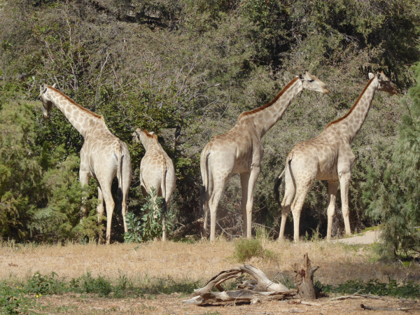 Herd of Giraffes