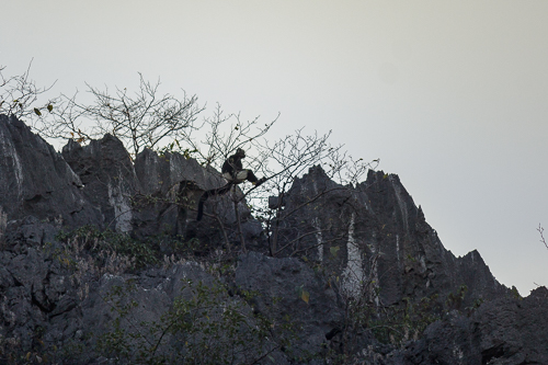 Delacour's Langur in Van Long