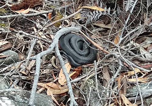 Tiger Snake