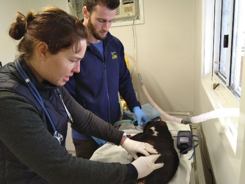 Jeff assisting the health checks of the Devils