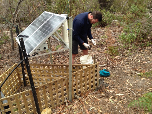 Jeff laying out meat bait for Devils under a microchip scanner station