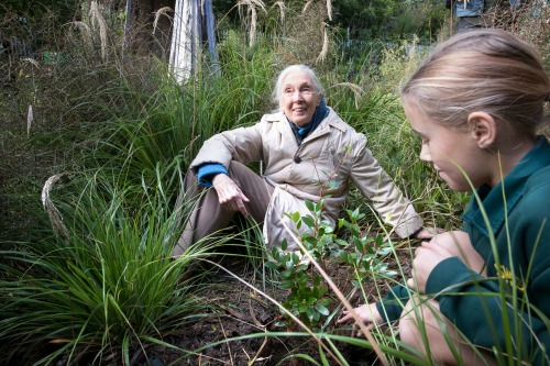 Dr Goodall plants a Northern Rata tree in Meet the Locals He Tuku Aroha