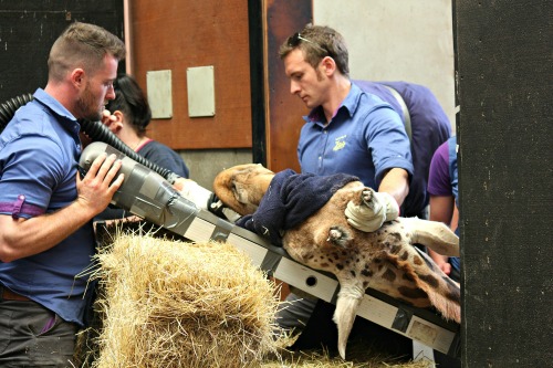 Jeff Lewis Zoo Keeper and Bobby Stoop Animal Care Team Leader