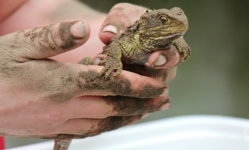 Juvenile Tuatara