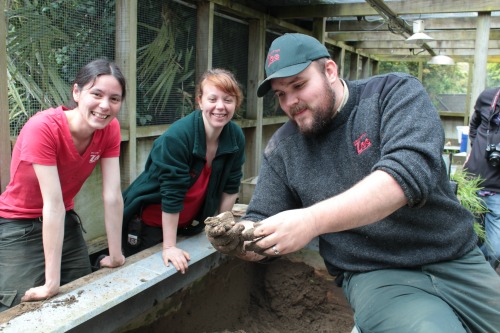 Keepers uncovering a juvenile Tuatara