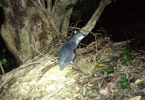 Little Blue Penguin