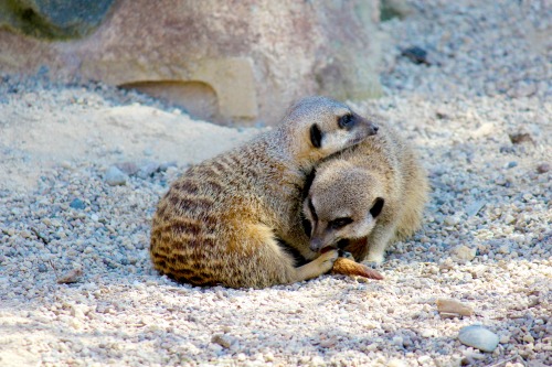 Meerkats v night