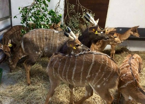 Nyala in quarantine