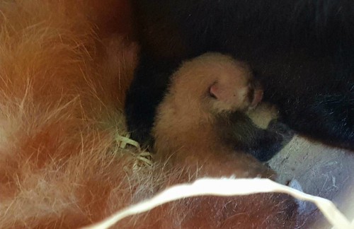 Red Panda cub only a day old