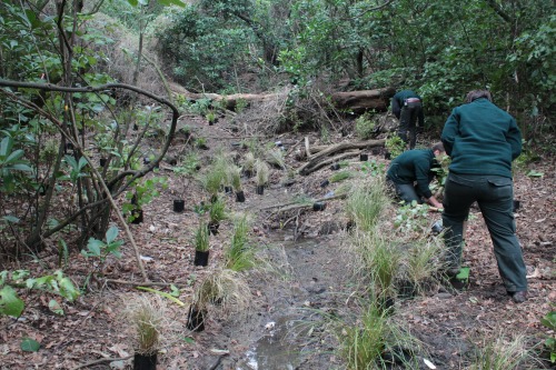 Restoration planting 2015