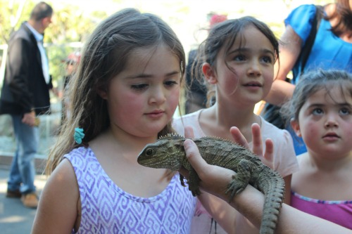 Sophie, Portia and Harper Bennett meet Omaka the 14yr old female Tuatara