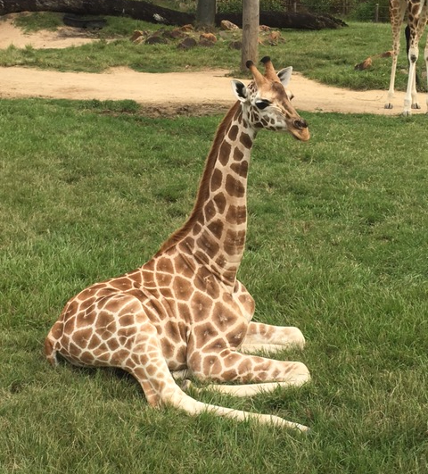 Sunny, a young male giraffe has arrived at Wellington Zoo 