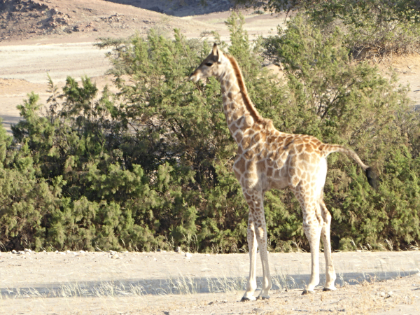 Wellington the Giraffe