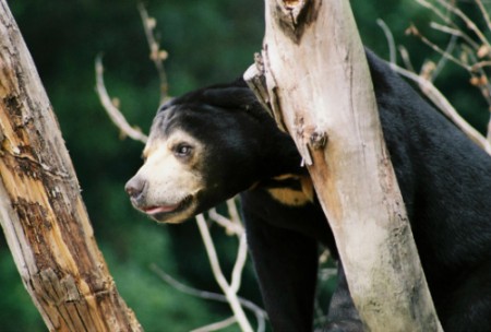 Sun Bear NEWS