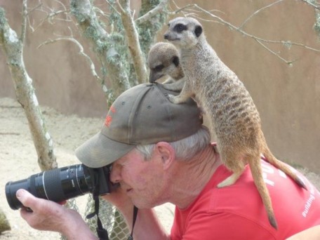 murray meerkats