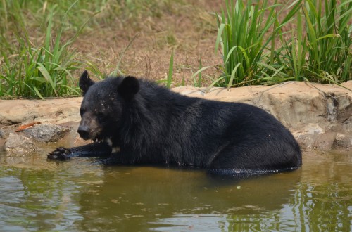 A Moon Bear enjoying a dip at Luang Prabang Wildlife Sanctuary