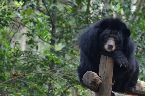 Moon Bear at the sanctuary 