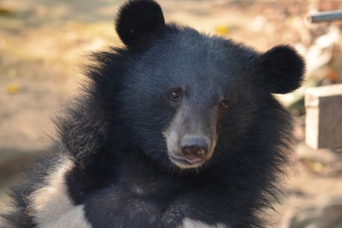 A beautiful Moon Bear at the sanctuary 