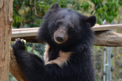 A Moon Bear at Luang Prabang Wildlife Sanctuary