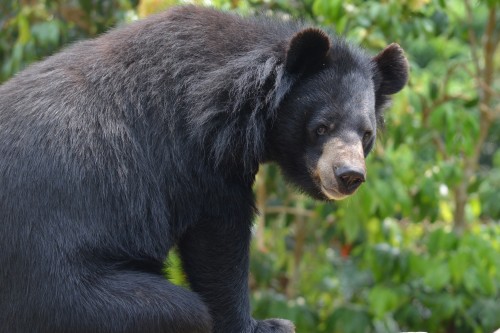 Moon Bear at the sanctuary 