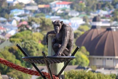 Jessie looking over the new habitat