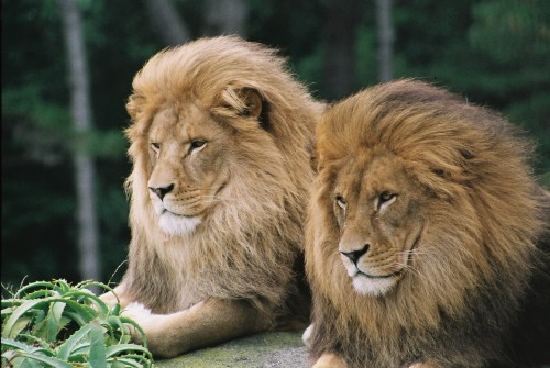 Male Lions Zulu left Malik right