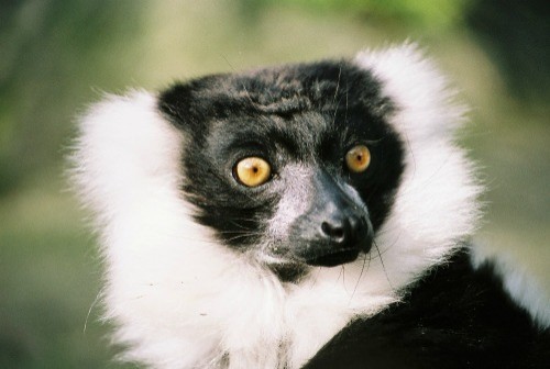 Black and White Ruffed Lemur