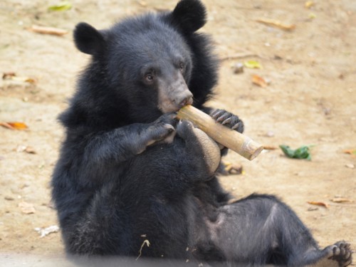 Moon Bear enjoying the bamboo tube enrichment 