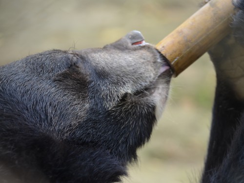 Another Moon Bear enjoying some bamboo enrichment