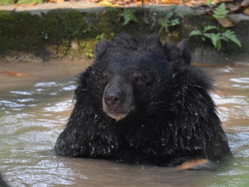 Moon Bear enjoying a dip in the water