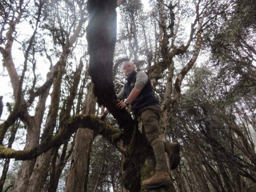 Josh surveying potential Panda habitat from a tree