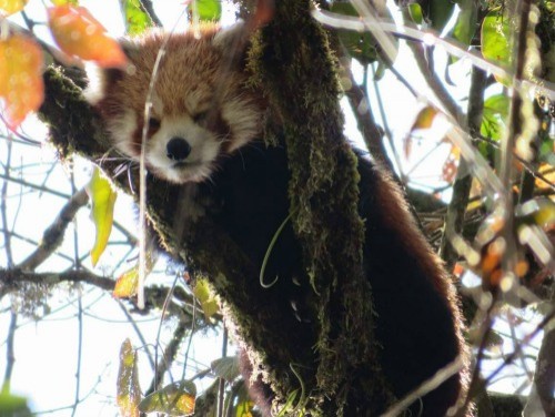 Wild Red Panda