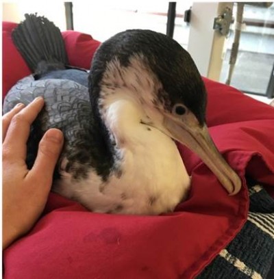 Shag awaiting health check and endoscope down throat