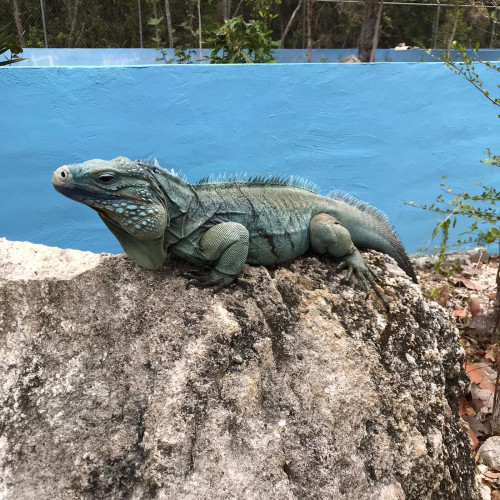 Blue Iguana