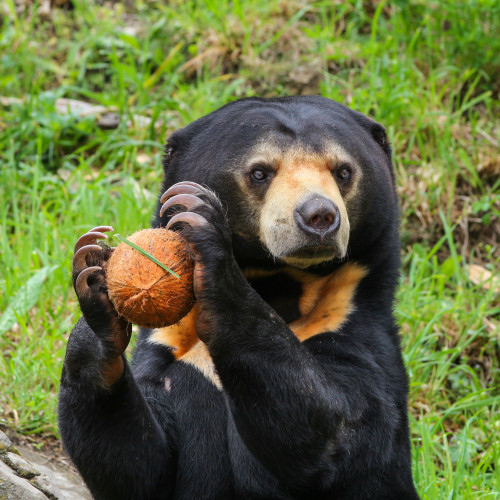 Sasa the Sun Bear