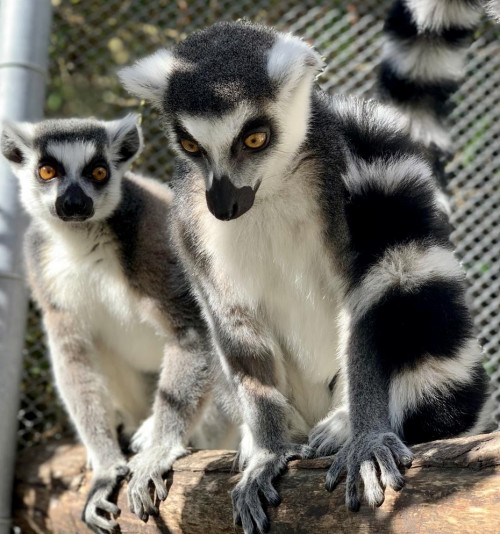 Ring-tailed Lemurs 