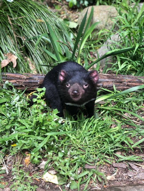 Clove taken by Zoo Keeper Kaitlyn