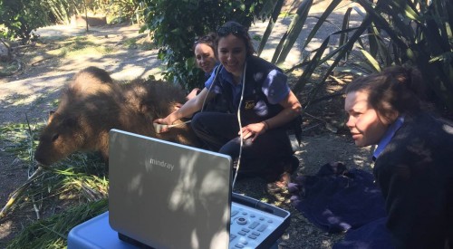 Iapa the Capybara receiving an ultrasound 