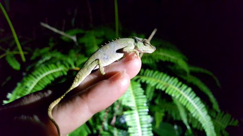 Danni spotted this tiny Chameleon