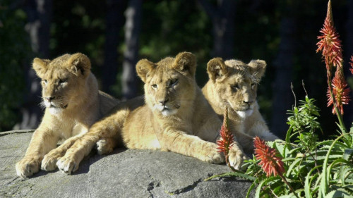 Lionesses Djembe Zahra and Djane in 2002 