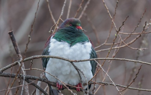 Photo of Kererū by Tony Stoddard from Kererū Discovery 